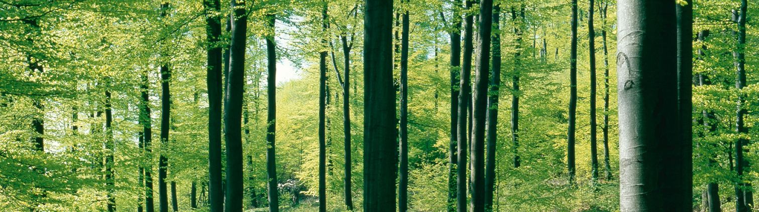 Meyer Holzbau - Waldmotiv